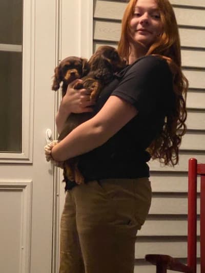 Nova, a Cavalier King Charles Spaniel puppy from Pawrade