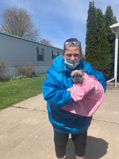 Carli, a French Bulldog puppy from Pawrade