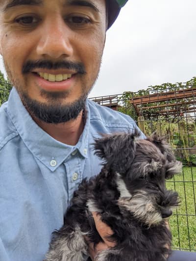 Dane, a Schnauzer, Miniature puppy from Pawrade