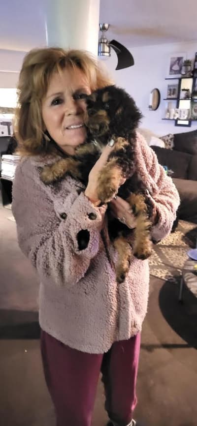 Norman, a Cavapoo puppy from Pawrade