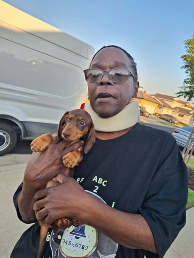 Benny, a Dachshund, Mini puppy from Pawrade