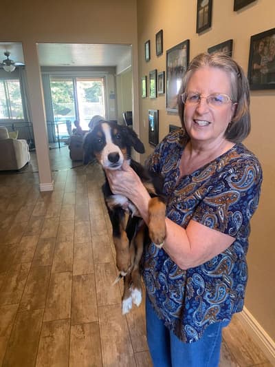 Eden, a Bernese Mountain Dog puppy from Pawrade