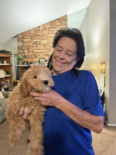 Rambo, a Goldendoodle, Mini puppy from Pawrade