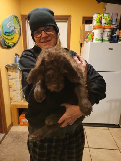 Sadie, a Labradoodle puppy from Pawrade