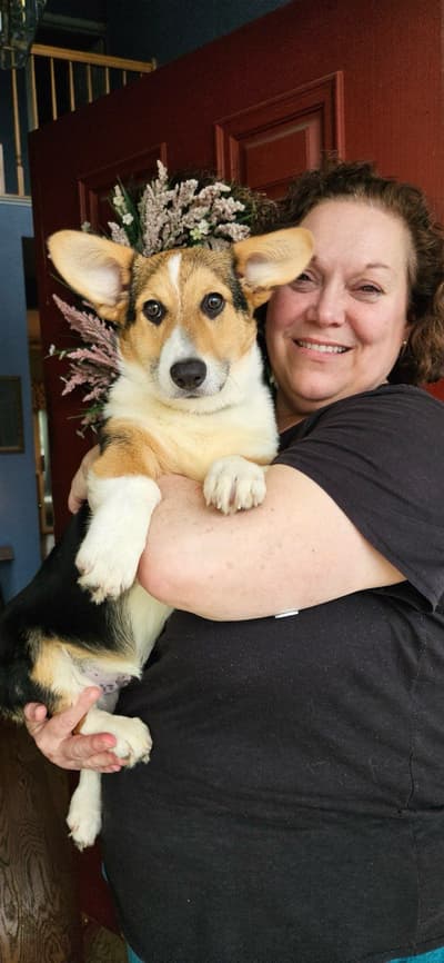 Damian, a Corgi, Pembroke Welsh puppy from Pawrade