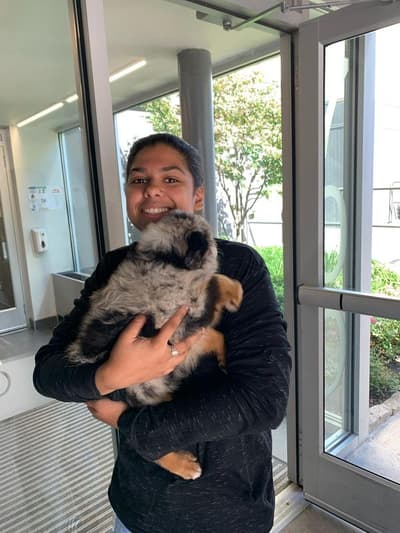 Coco, a Miniature Australian Shepherd puppy from Pawrade