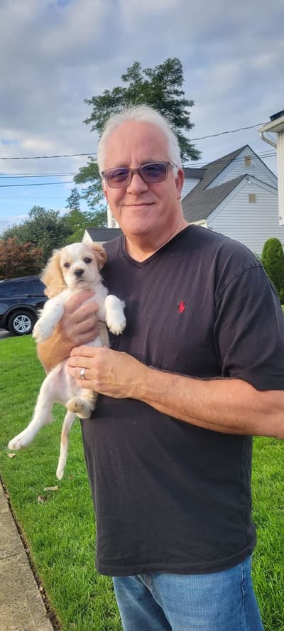 Henrick, a Cockalier puppy from Pawrade