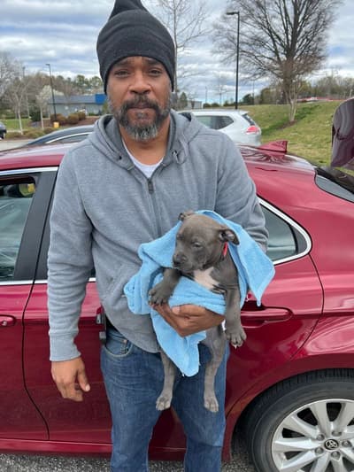 Violet, a American Pit Bull Terrier puppy from Pawrade