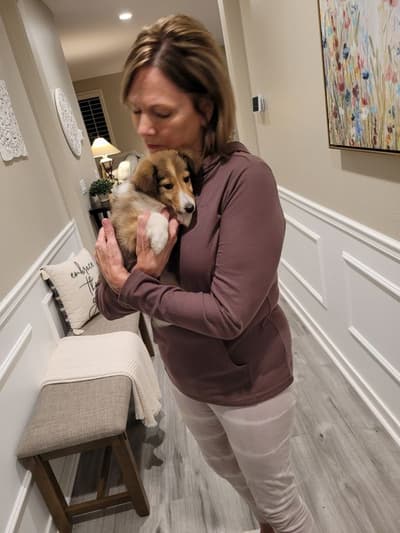 Inez, a Shetland Sheepdog - Sheltie puppy from Pawrade