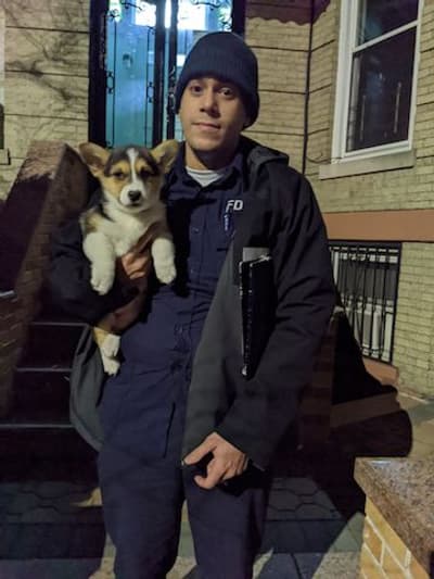Jimmy, a Corgi, Pembroke Welsh puppy from Pawrade