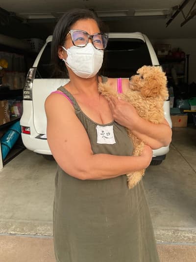Goldie, a Poodle, Toy puppy from Pawrade