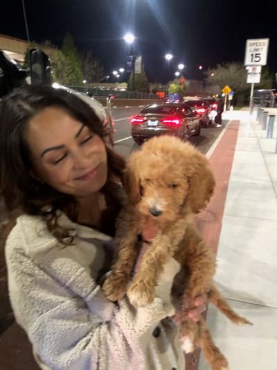 Fletcher, a Goldendoodle puppy from Pawrade