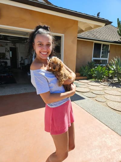 Gabby, a Doxiepoo puppy from Pawrade