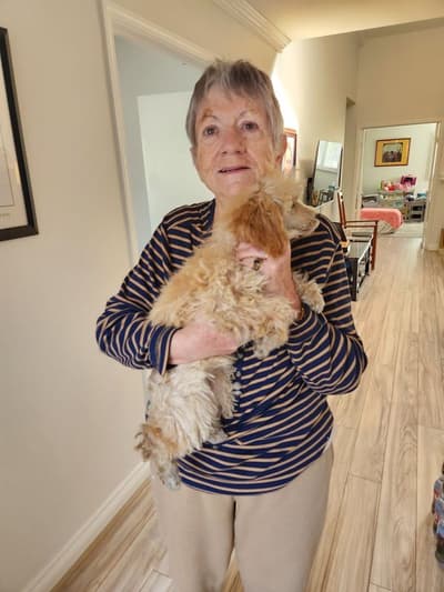 Cashmere, a Poodle, Miniature puppy from Pawrade