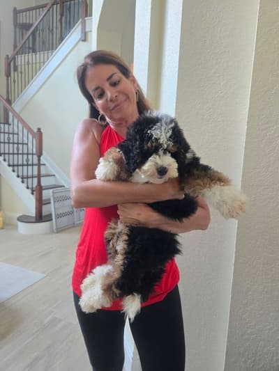 Adam, a Bernedoodle, Mini puppy from Pawrade