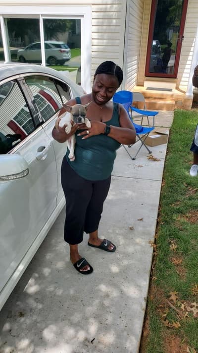 Smokey, a French Bulldog puppy from Pawrade