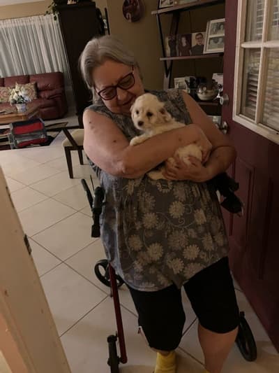 Champagne, a Cockapoo puppy from Pawrade