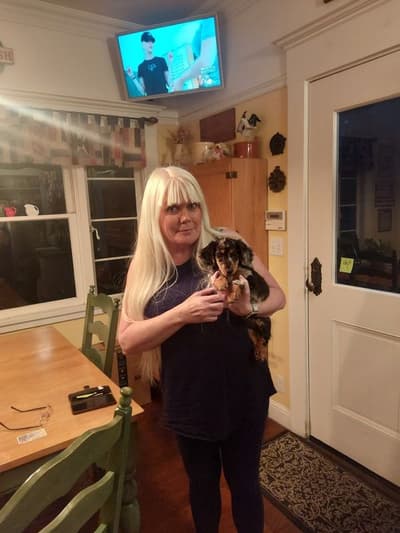 Jolene, a Dachshund, Mini puppy from Pawrade