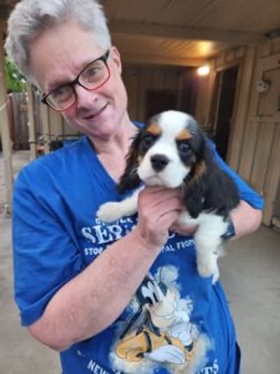 Hunter, a Cavalier King Charles Spaniel puppy from Pawrade
