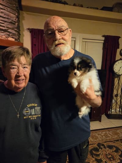 Gordy, a Pomeranian puppy from Pawrade
