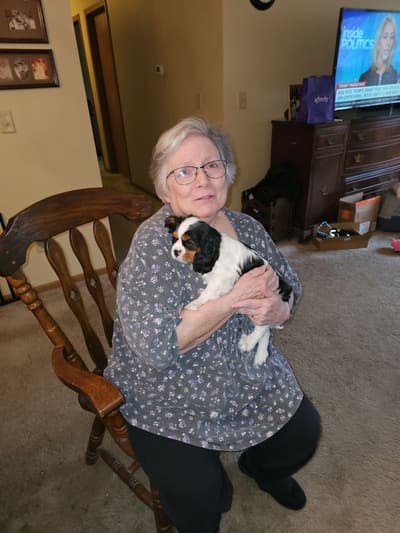 Shiloh, a Cavalier King Charles Spaniel puppy from Pawrade