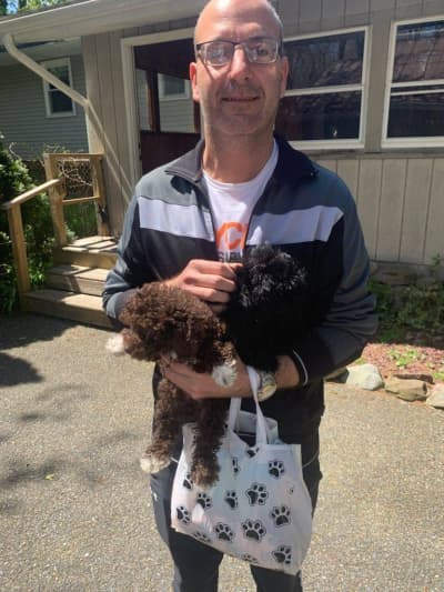 Rhodes, a Poodle, Toy puppy from Pawrade