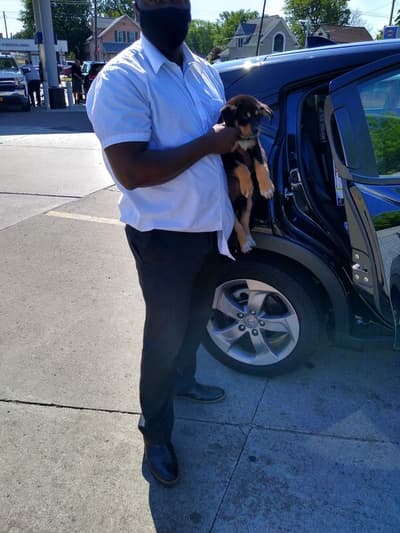 Oreo, a German Australian Shepherd puppy from Pawrade