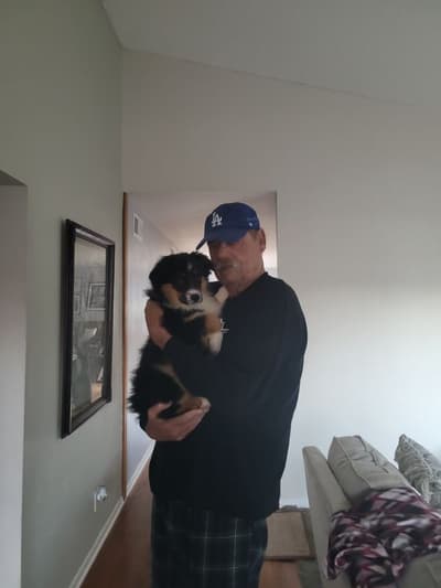 Poppy, a Australian Shepherd puppy from Pawrade