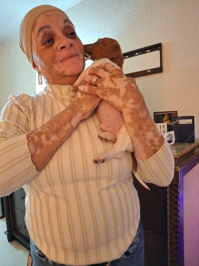 Bennett, a Dachshund, Mini puppy from Pawrade