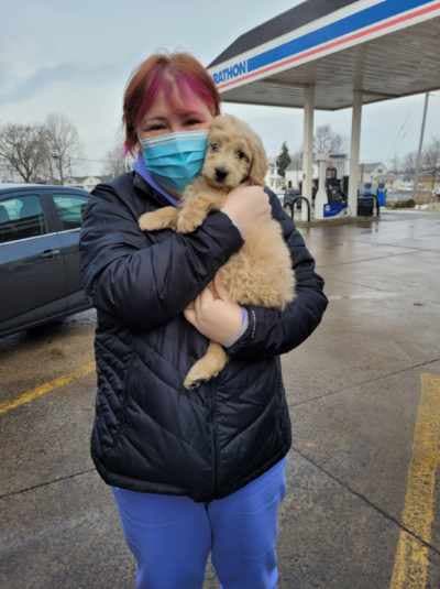 Deschanel, a Goldendoodle, Mini puppy from Pawrade
