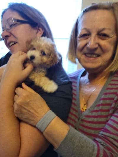Sasha, a Poodle, Miniature puppy from Pawrade