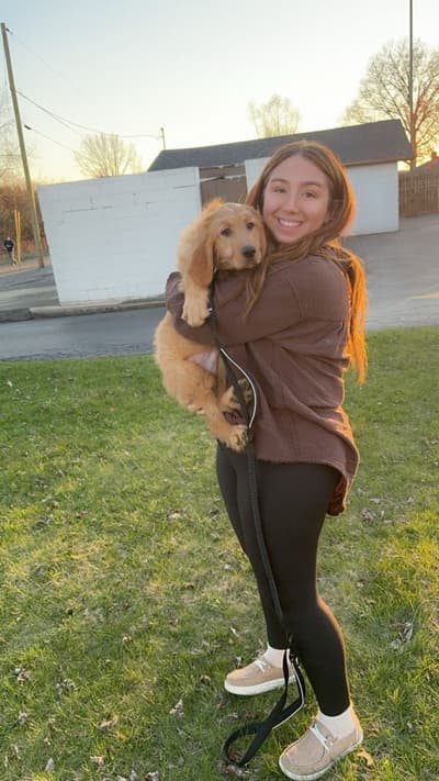 Lyric, a Goldendoodle puppy from Pawrade