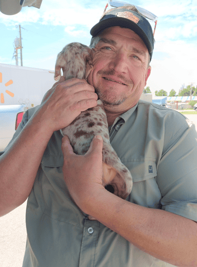Vince, a Dachshund, Mini puppy from Pawrade