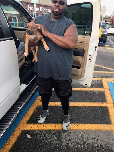 Lacey, a American Bully puppy from Pawrade