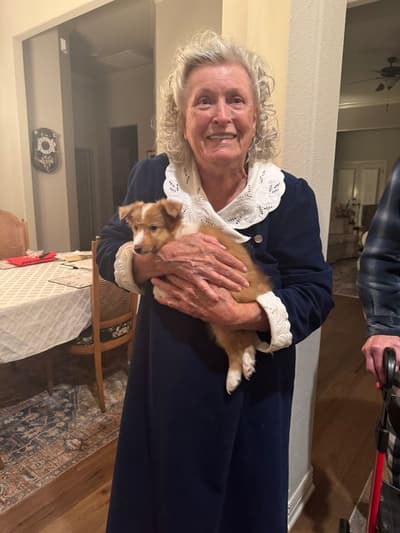 Hera, a Shetland Sheepdog - Sheltie puppy from Pawrade