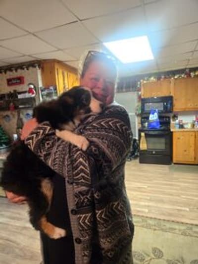 Holly, a Miniature American Shepherd puppy from Pawrade