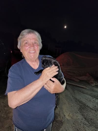 Liana, a Pug puppy from Pawrade