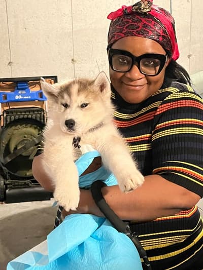 Ivan, a Siberian Husky puppy from Pawrade