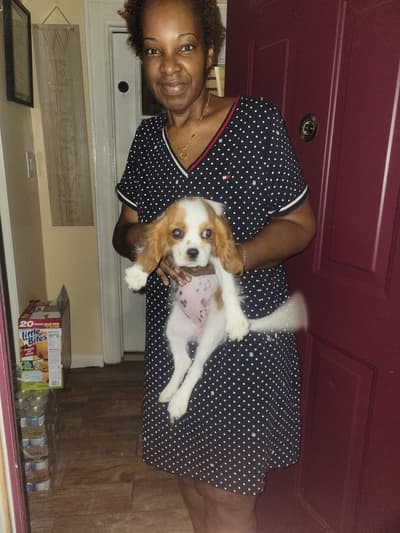 Guinevere, a Cavalier King Charles Spaniel puppy from Pawrade
