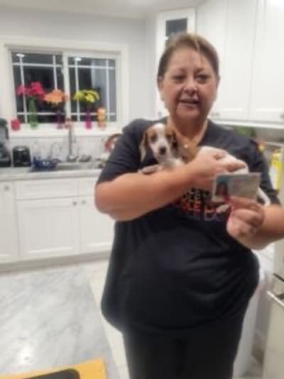 Raelynn, a Dachshund, Mini puppy from Pawrade