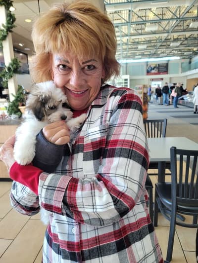 Willow, a Yorkiepoo - Yorkie Poo puppy from Pawrade
