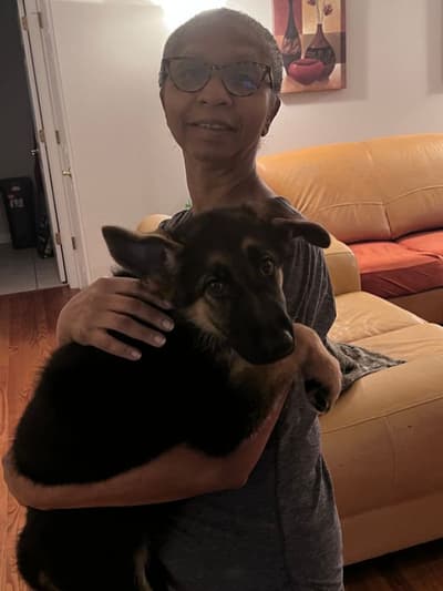 Elvira, a German Shepherd puppy from Pawrade