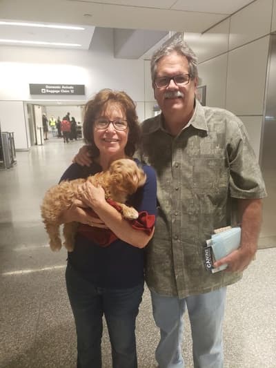 Keon, a Cavapoo puppy from Pawrade