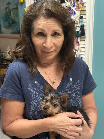 Tracy, a Silky Terrier puppy from Pawrade