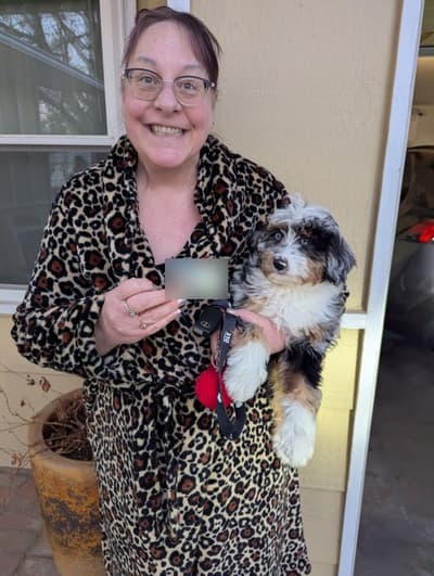 Zuri, a Bernedoodle, Mini puppy from Pawrade