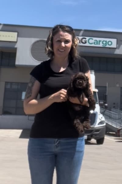 Ferdinand, a Cocker Spaniel puppy from Pawrade