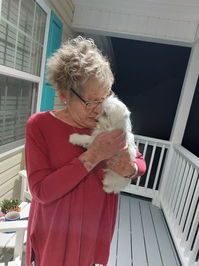 Jarrett, a Maltese puppy from Pawrade
