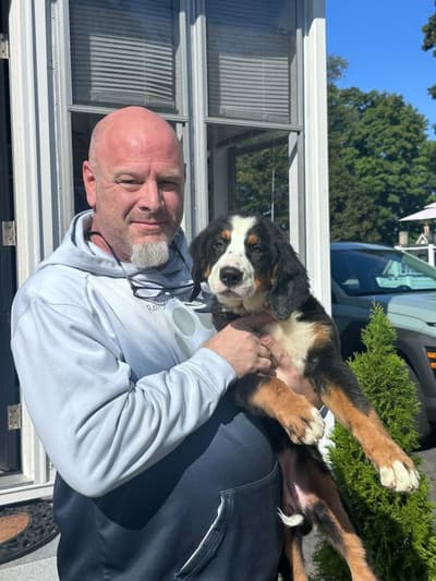 Morgan, a Bernese Mountain Dog puppy from Pawrade