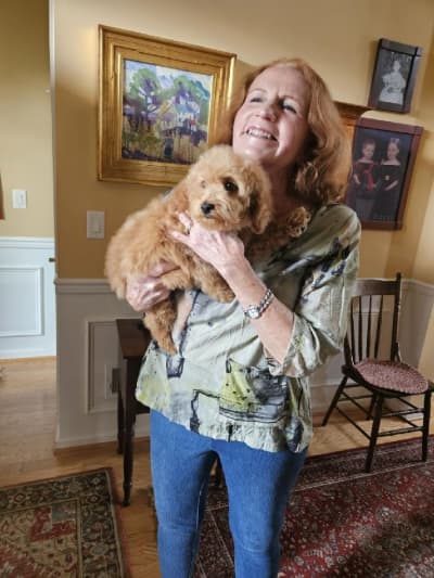 Webley, a Poodle, Miniature puppy from Pawrade