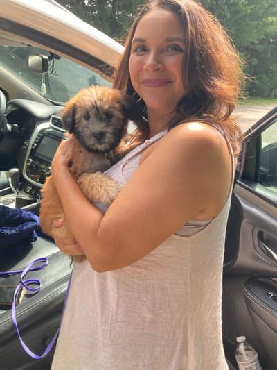 Paisley, a Soft Coated Wheaten Terrier puppy from Pawrade